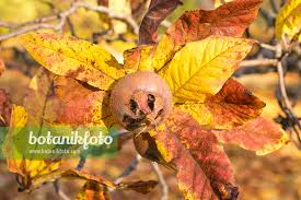 Attēlu rezultāti vaicājumam “Mespilus germanica leaf”