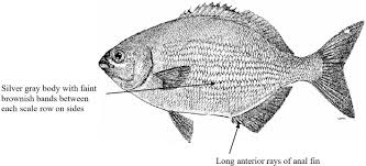 Image result for Kyphosus