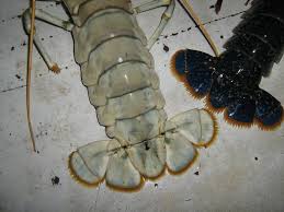 Image result for Homarus gammarus