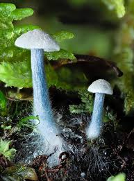 Attēlu rezultāti vaicājumam “Hemitrichia decipiens stalked”