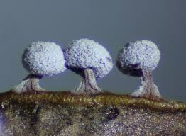 Attēlu rezultāti vaicājumam “Physarum bitectum macro”