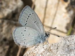 Attēlu rezultāti vaicājumam “Cupido minimus underside”