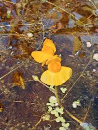 Attēlu rezultāti vaicājumam “Utricularia x neglecta”