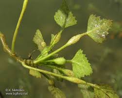 Attēlu rezultāti vaicājumam “Trapa natans leaf”