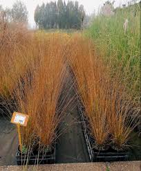 Attēlu rezultāti vaicājumam “Molinia caerulea fruit”