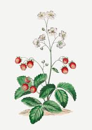 Attēlu rezultāti vaicājumam “Fragaria viridis fruit”
