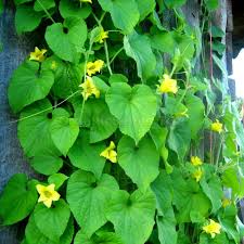 Attēlu rezultāti vaicājumam “Thladiantha dubia”