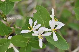 Attēlu rezultāti vaicājumam “Lonicera tatarica leaf”