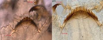 Attēlu rezultāti vaicājumam “Cricotopus”