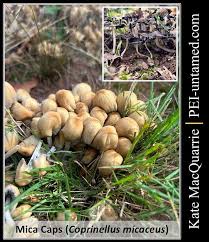 Attēlu rezultāti vaicājumam “Coprinus micaceus”