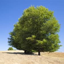 Attēlu rezultāti vaicājumam “Ulmus minor”