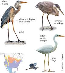 Image result for heron