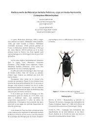 Attēlu rezultāti vaicājumam “Melandrya dubia”