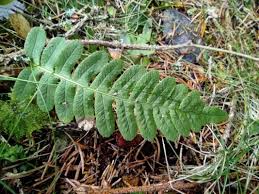 Attēlu rezultāti vaicājumam “Polypodium vulgare”