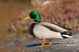 Attēlu rezultāti vaicājumam “Anas platyrhynchos”