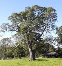 Attēlu rezultāti vaicājumam “Juglans regia”