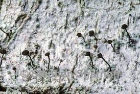 Attēlu rezultāti vaicājumam “Chaenotheca trichialis”