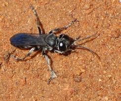 Attēlu rezultāti vaicājumam “Crabronidae”