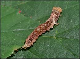 Attēlu rezultāti vaicājumam “Thyatira batis imago”