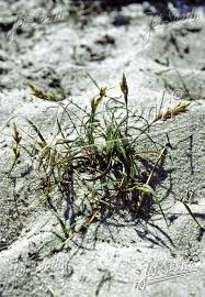 Attēlu rezultāti vaicājumam “Carex arenaria”