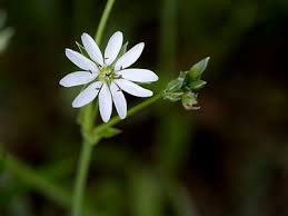 Attēlu rezultāti vaicājumam “Stellaria graminea”