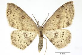 Attēlu rezultāti vaicājumam “Cyclophora albipunctata”