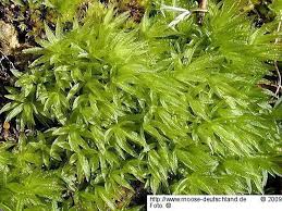 Attēlu rezultāti vaicājumam “Atrichum flavisetum sporophyte”