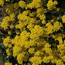 Image result for Alyssum saxatile
