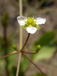 Attēlu rezultāti vaicājumam “Alismataceae”