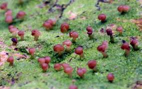 Attēlu rezultāti vaicājumam “Baeomyces rufus”