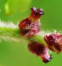 Attēlu rezultāti vaicājumam “Quercus robur male flower”
