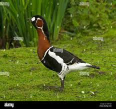 Image result for Branta ruficollis
