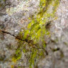 Attēlu rezultāti vaicājumam “Chrysothrix candelaris”