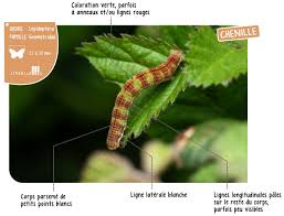 Attēlu rezultāti vaicājumam “Epirrita sp.”