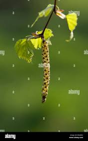Attēlu rezultāti vaicājumam “Betula pubescens flower”