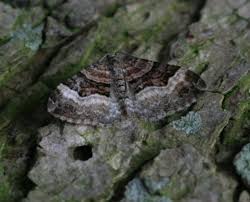 Attēlu rezultāti vaicājumam “Xanthorhoe biriviata”