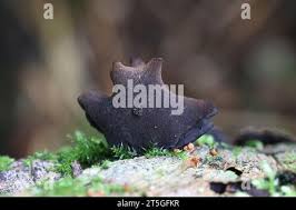 Attēlu rezultāti vaicājumam “Ionomidotis irregularis”