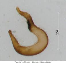 Attēlu rezultāti vaicājumam “Phaedon cochleariae”