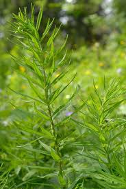 Attēlu rezultāti vaicājumam “Polygonatum verticillatum bud”