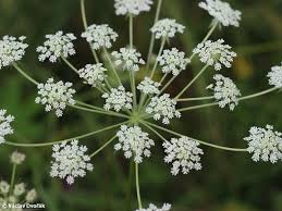 Attēlu rezultāti vaicājumam “Laserpitium prutenicum”