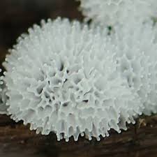 Attēlu rezultāti vaicājumam “Arcyria incarnata young”