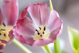 Attēlu rezultāti vaicājumam “Tulipa gesneriana flower”