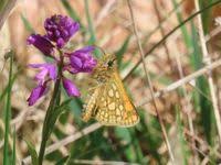 Attēlu rezultāti vaicājumam “Carterocephalus palaemon”