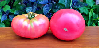 Afbeeldingsresultaat voor earl faux tomato