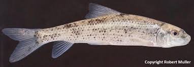 Image result for Minytrema melanops