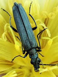 Attēlu rezultāti vaicājumam “Oedemera sp.”