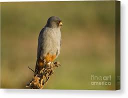 Image result for Falco vespertinus