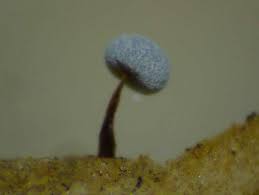 Attēlu rezultāti vaicājumam “Physarum gravidum spores”