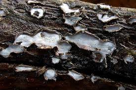 Attēlu rezultāti vaicājumam “Propolis farinosa”