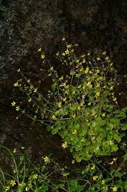 Attēlu rezultāti vaicājumam “Saxifraga cymbalaria flower”